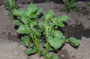 Mayıs ayında bahçede yeni patatesler filizlendi. Çiftlikte patates yetiştiriyorum..