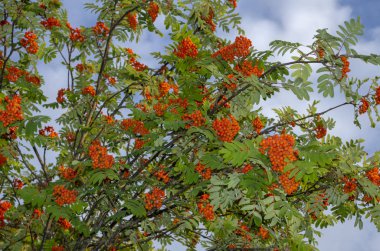 Böğürtlen ve dallar bulutlu mavi gökyüzüne karşı