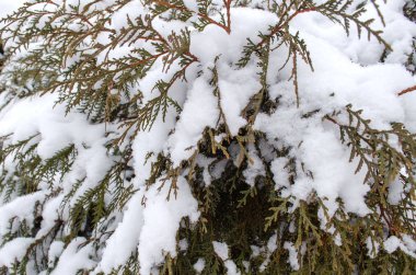thuja kışın karların altında. Yaklaş.