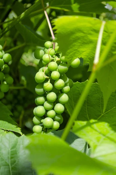 Nezralé zelené hrozny s listy na vinné révě na vinici. — Stock fotografie