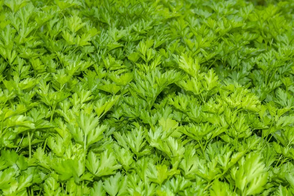 Petrezselyem vagy kerti petrezselyem (Petroselinum crispum), az Apiaceae családba tartozó virágzó növényfaj — Stock Fotó