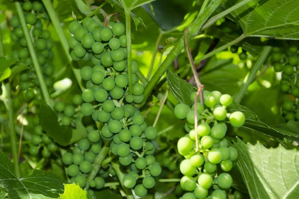 Close-up of unripe grape cluster still hang on twig of vine . — Stok Foto