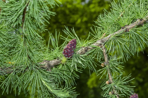 Borgoña flor de alerce cono en una rama de árbol esponjoso . —  Fotos de Stock