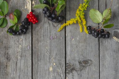 Schisandra chinensis veya beş aromalı böğürtlen. Aronia ya da boğuk dut. Altın çubuk. Gri ahşap arkaplanda boşluk kopyala.