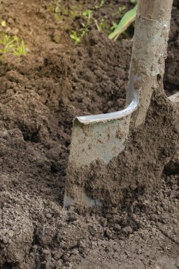 kazma kürek ile bahar toprak.