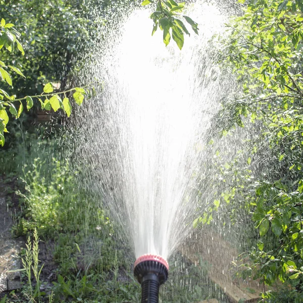 Équipement d'arrosage de jardin - tuyau d'arrosage pour les plantes d'irrigation. Jardinier avec tuyau d'arrosage et arroseur d'eau sur le légume . — Photo