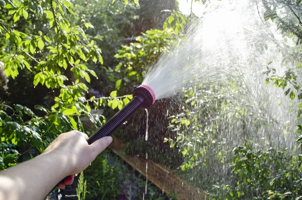 Öntözőkerti berendezések - locsolótömlő öntözőberendezésekhez. Kertésznő locsolótömlővel és permetező vízzel a növényen. — Stock Fotó