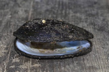 Boş eski bir kabuğu kapat