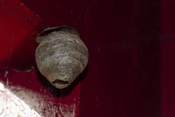 Il nido vuoto della vespa attaccato alla porta di legno del capanno, da vicino — Foto Stock