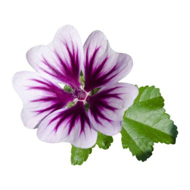 Beyaz arka planda tek çiçek açan pembe çiçek tuvaleti.