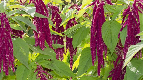 Amaranthus caudatus Pony Tails flowers, close up. Decorative unusual red purple plants in garden. Long tassels of crimson flowers which hang down — Stock Photo, Image