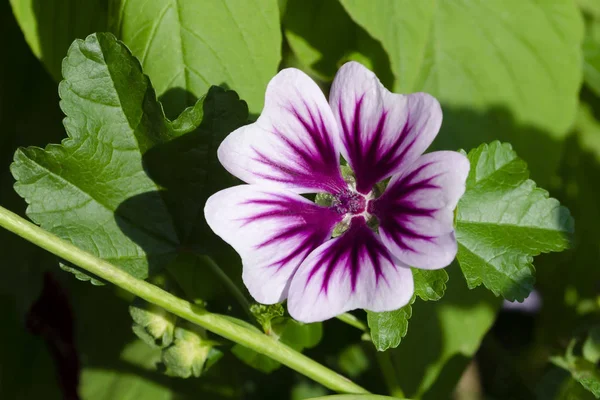 用粉红紫色盛开的野花. 英式花园的绿色背景 — 图库照片