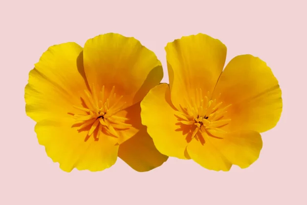 Eschscholzia calizinnica çiçeği (Kaliforniya gelinciği, altın gelincik, Kaliforniya güneş ışığı, altın kap) makro mercekteki pembe arka plan çekimlerinde izole edilmiştir.
