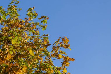 Sarı yapraklı ağaç. Açık mavi gökyüzüne karşı