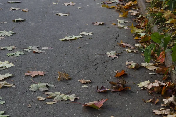 Bruk pokryty jesiennymi liśćmi i gałęziami klonu. — Zdjęcie stockowe