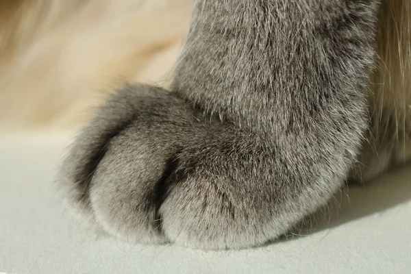Cat`s paw close-up. Paw of Scottish straight shorthair cat