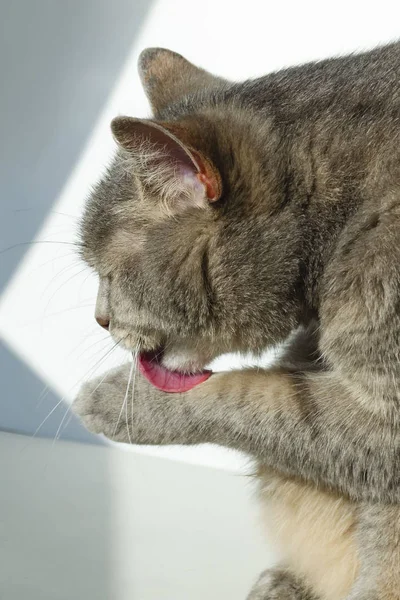 Close-up zicht op het hoofd van een kat, kat likken zijn poot. — Stockfoto