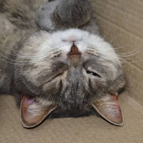 회색 고양이는 눈을 바닥에 감은 채등에 누워 있다. 잠 — 스톡 사진