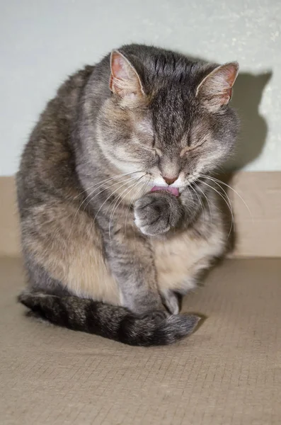 Primer plano de un gato doméstico lamiendo su pata — Foto de Stock