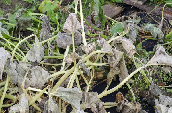 Pepinos y calabacines con hojas rizadas muertas después de las heladas de otoño —  Fotos de Stock