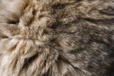 Beyaz Gri, Koyu Kahverengi Tilki Kürkü Doğal, Vahşi Yaşam Konsepti ve Arka plan Tarzı, dokular ve duvar kağıdı.