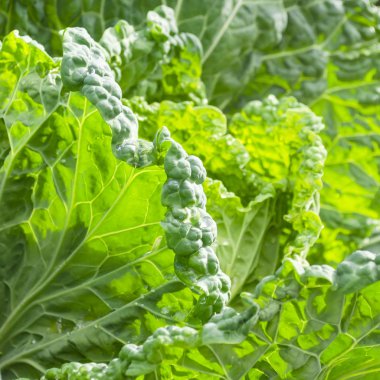 Savoy cabbage (Brassica oleracea var. sabauda). Family: Brassicaceae.