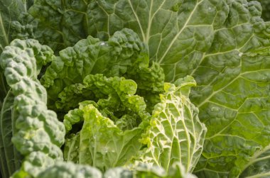 Savoy cabbage (Brassica oleracea var. sabauda). Family: Brassicaceae.