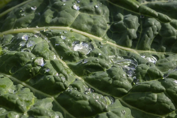 Káposzta (Brassica oleracea var. Sabauda). Család: Brassicaceae. — Stock Fotó