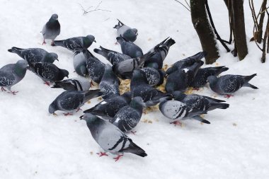A large flock of pigeons in winter eating millet in winter park.