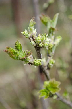 erken ilkbaharda bir dal Frenk üzümü Bush ile genç yeşil yaprakları.