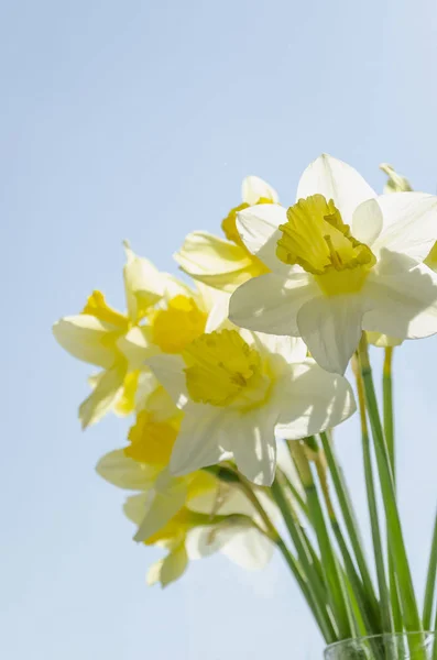 Parlak arka planda sarı ve beyaz bahar nergisleri. Narcissus.