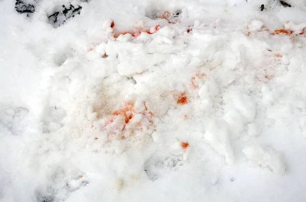 赤い血のしみで染まった白い雪 ストック画像
