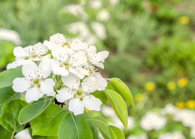 Arka planda çiçek açan kiraz çiçeklerinin olduğu beyaz armut karahindiba çiçekleri arka planda bulanıklaştı.