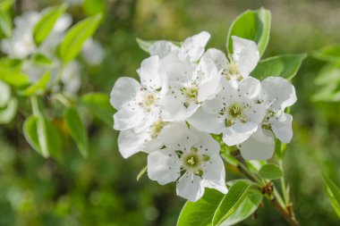Parlak güneş ışığında beyaz armut çiçekleri, parlak yeşil yapraklar.