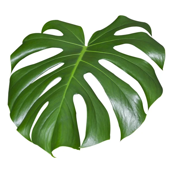 Hoja Monstera Planta Tropical Primer Plano Aislar Sobre Fondo Blanco — Foto de Stock