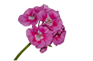 Pembe ve beyaz pelargonyum çiçekleri yakın plan. Beyaz arkaplanda izole et.