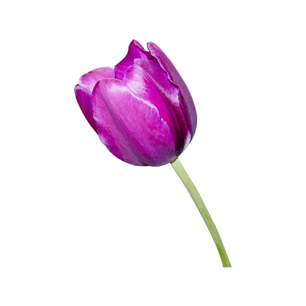 Rosa Bela Tulipa Close Fundo Natural Isolar Fundo Branco — Fotografia de Stock