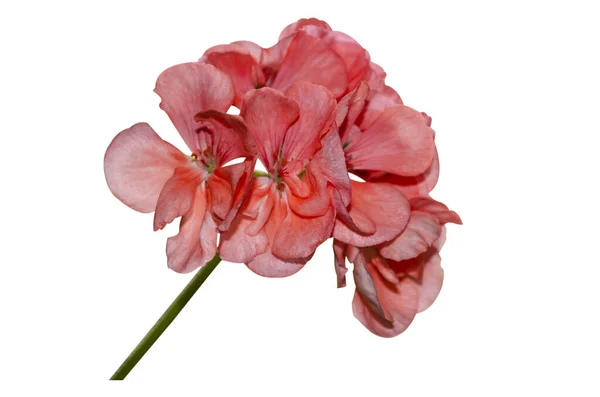 Flor Pelargonium Rosa Close Isolar Fundo Branco — Fotografia de Stock