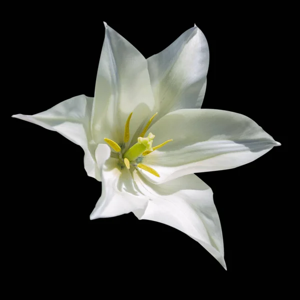 Uma Única Flor Tulipa Forma Estrela Branca Isolar Fundo Preto — Fotografia de Stock