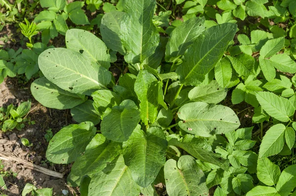 Malezas Jardín Caballo Acedera Charla Tierra Cultivable Rumex Confertus Aegopodium —  Fotos de Stock