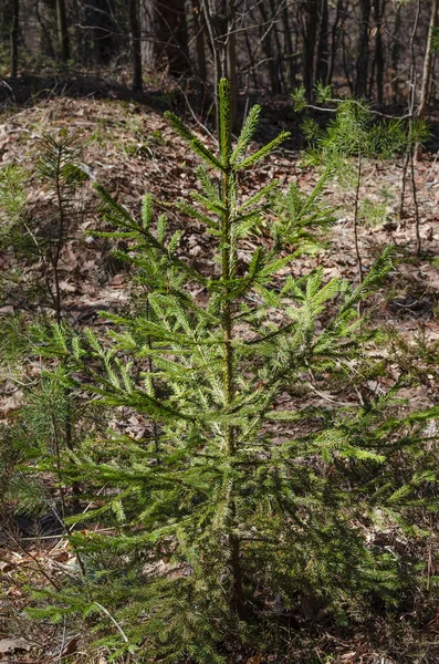 Jonge Sparren Boom Het Voorjaarsbos Met Bruine Bladeren Van Vorig — Stockfoto