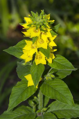 Sarı çiçekli ve yapraklı gevşek bir dal. Lysimachia