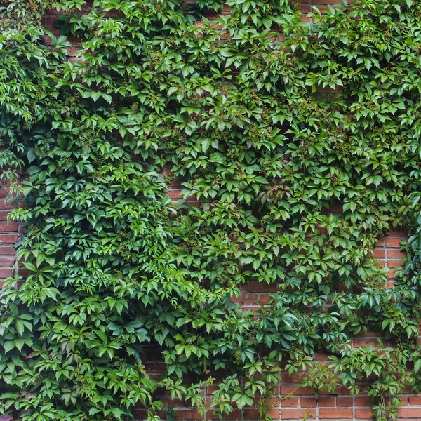 赤レンガの壁に少女のブドウの緑のリアナ パルテノクシス2 — ストック写真