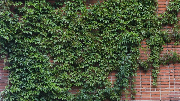 Liana Verde Uva Una Niña Una Pared Ladrillo Rojo Partenociso — Foto de Stock