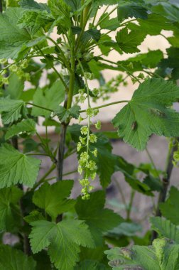Hastalığın yol açtığı yapraklarla kırmızı üzümler açıyor.