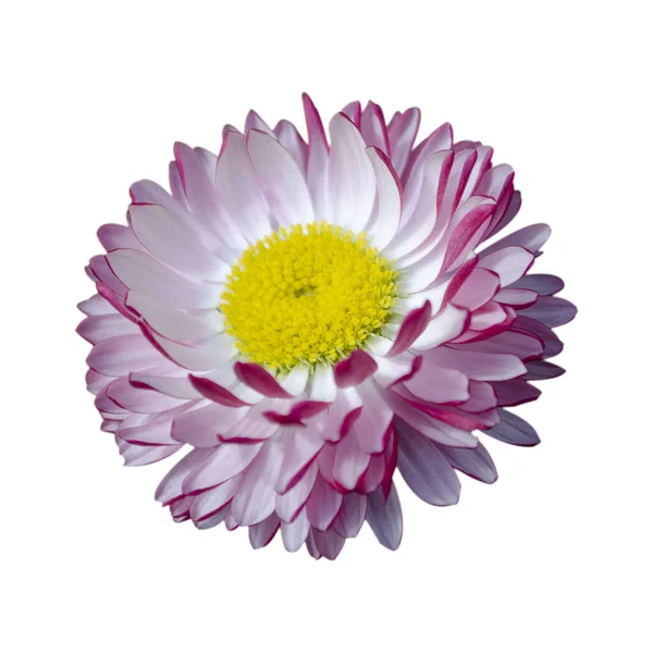 Rózsaszín Fehér Százszorszép Virág Háttérben Zöld Bokor Fehér Alapon Izolált — Stock Fotó