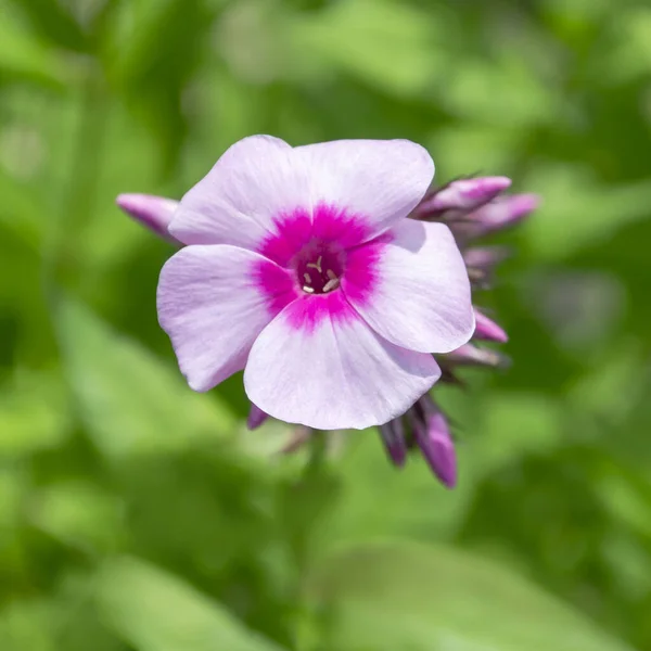 Bunga Phlox Merah Muda Tunggal Dengan Kuncup Pada Latar Belakang — Stok Foto