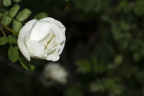 自然の緑の背景に白いバラやバラの花 — ストック写真