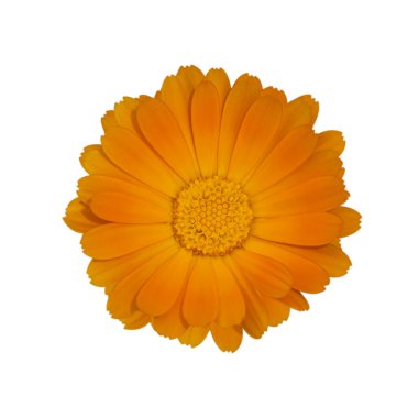 Tek bir takvim çiçeği. Beyaz arka planda izole edin. Calendula Officinalis