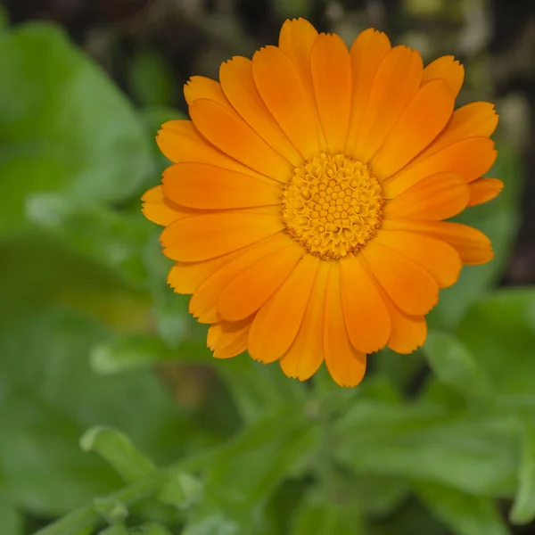 Egyedülálló Narancssárga Napraforgó Virág Természetes Zöld Háttérrel Calendula Officinalis Faj — Stock Fotó